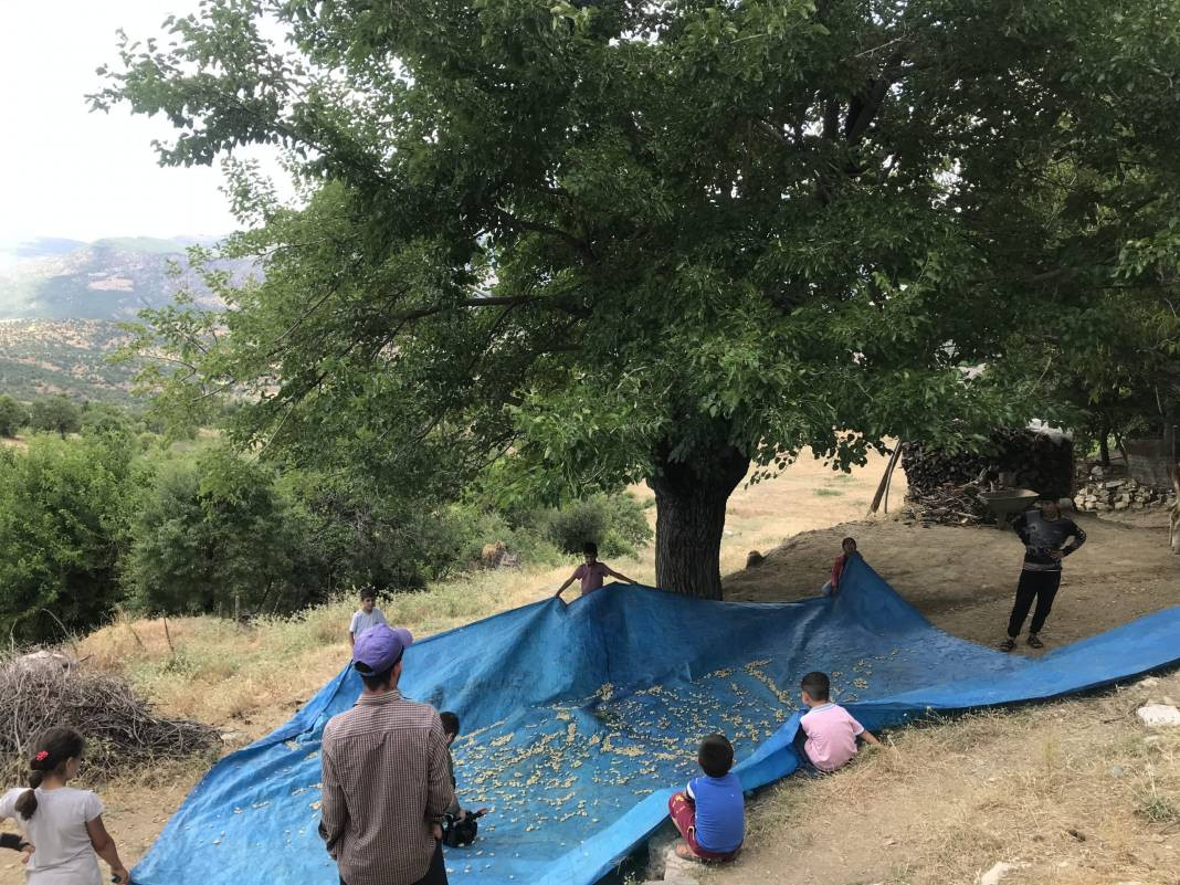 Odun ateşinde pişiriliyor ülserin kökünü kazıyor. Kilosu 200 TL'den kapışılıyor - Resim: 6