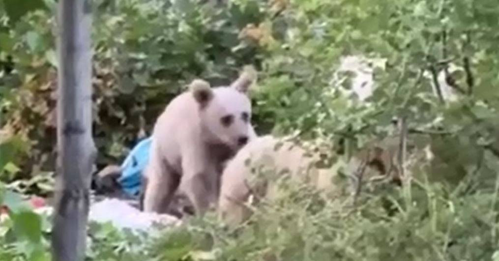 Piknikçiler masaya bırakıp arkalarına bakmadan kaçtı. Göz göze geldiler - Resim: 7