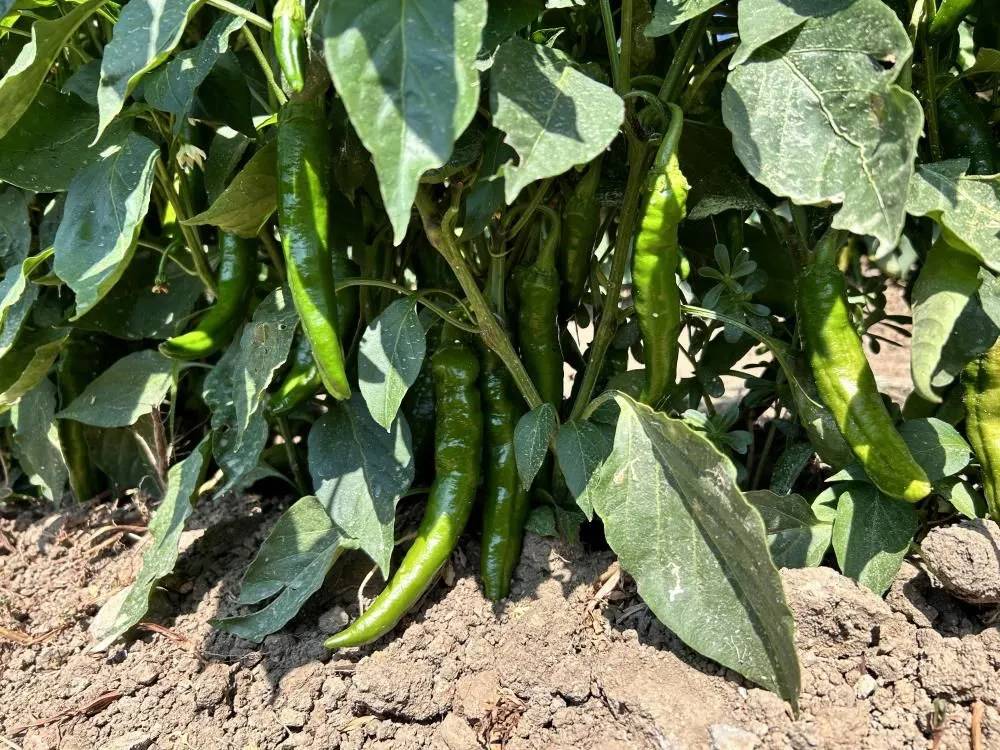 En acı hasat. Tarlada kilosu 20 ile 25 TL - Resim: 6