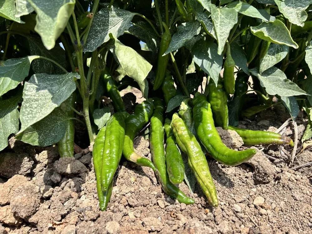 En acı hasat. Tarlada kilosu 20 ile 25 TL - Resim: 2