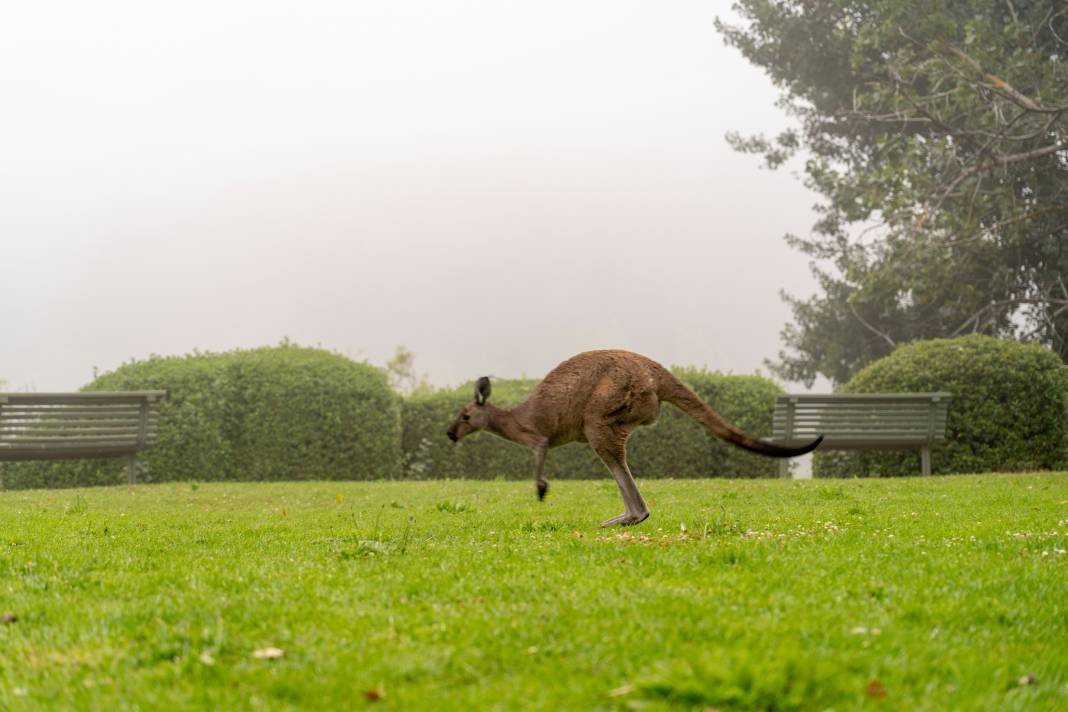 Kangurular hakkında çok şaşıracağınız 25 gerçek - Resim: 16