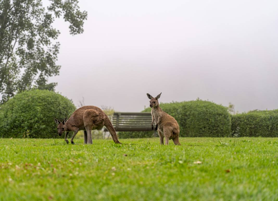 Kangurular hakkında çok şaşıracağınız 25 gerçek - Resim: 19