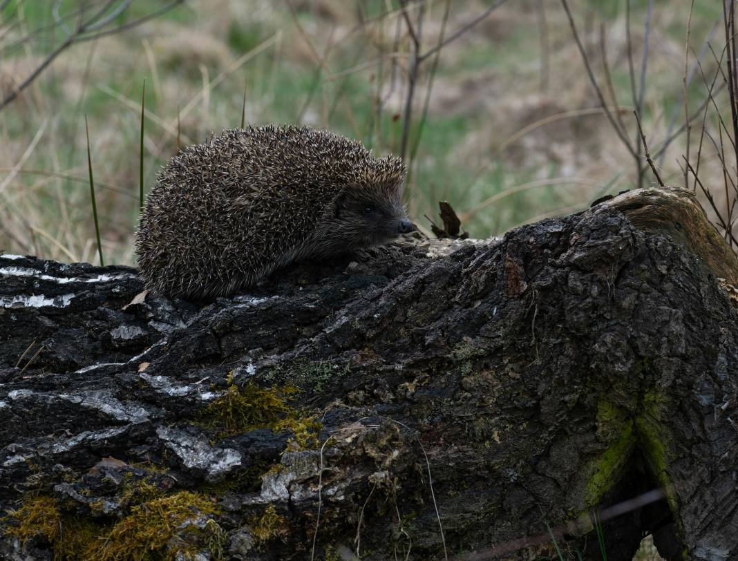 Kirpiler hakkında 25 şaşırtıcı gerçek - Resim: 18