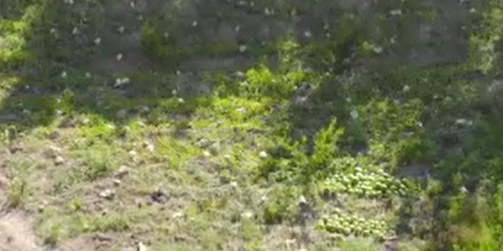 Tarladaki damak çatlatan lezzete çiftçiden şok eden önlem. Kilosu 10-15 TL - Resim: 2