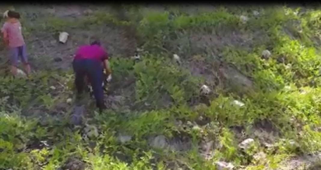 Tarladaki damak çatlatan lezzete çiftçiden şok eden önlem. Kilosu 10-15 TL - Resim: 1