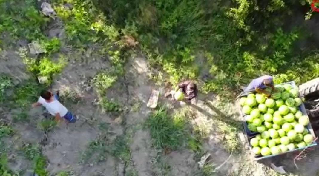 Tarladaki damak çatlatan lezzete çiftçiden şok eden önlem. Kilosu 10-15 TL - Resim: 4