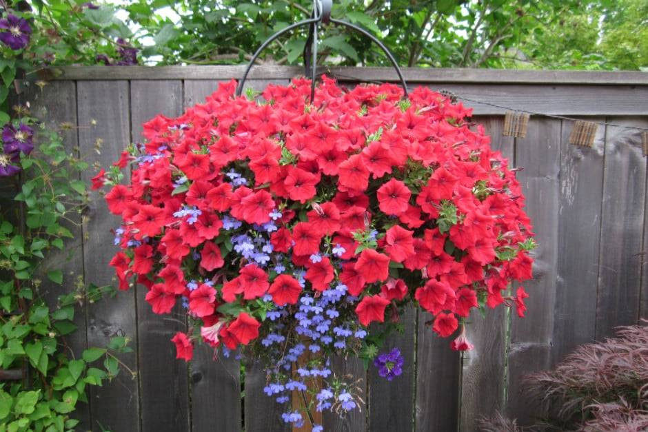 Yaşlanmaya meydan okuyan bitki uzman görüşleri ve bilimsel araştırmalardan ortaya çıktı - Resim: 1