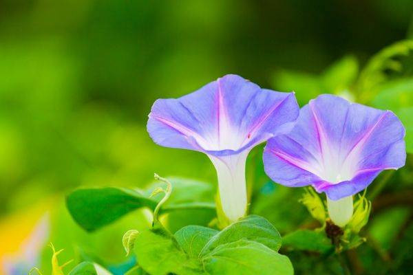 Yaşlanmaya meydan okuyan bitki uzman görüşleri ve bilimsel araştırmalardan ortaya çıktı - Resim: 7