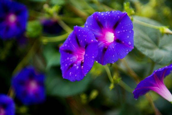 Yaşlanmaya meydan okuyan bitki uzman görüşleri ve bilimsel araştırmalardan ortaya çıktı - Resim: 10