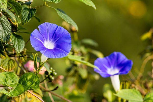 Yaşlanmaya meydan okuyan bitki uzman görüşleri ve bilimsel araştırmalardan ortaya çıktı - Resim: 9