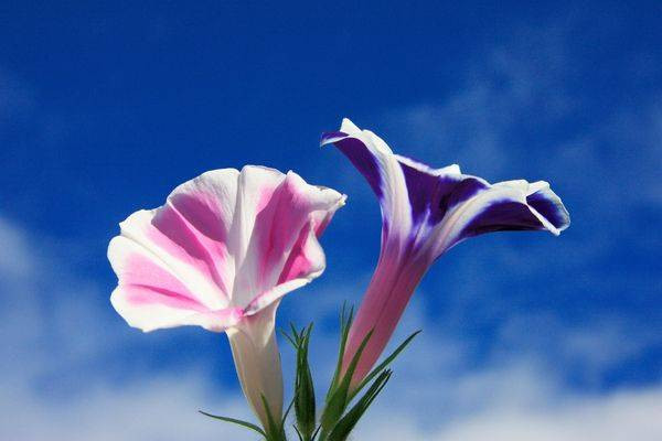 Yaşlanmaya meydan okuyan bitki uzman görüşleri ve bilimsel araştırmalardan ortaya çıktı - Resim: 8