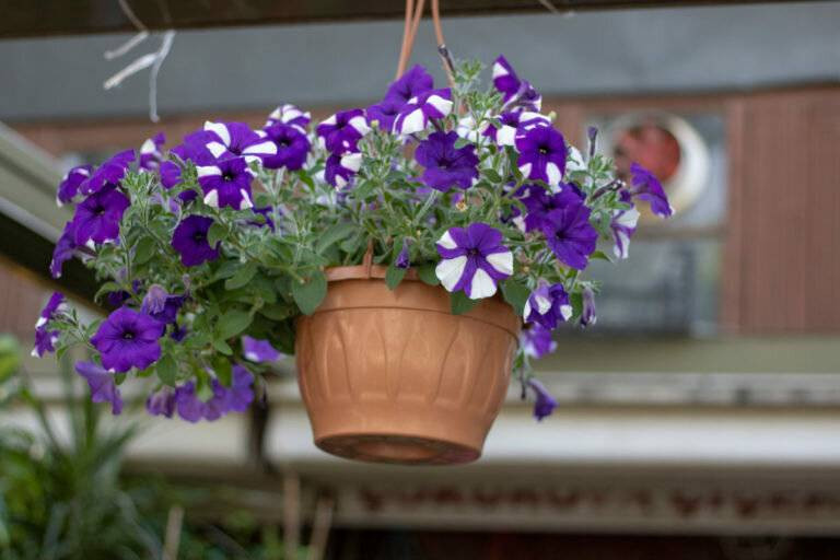 Yaşlanmaya meydan okuyan bitki uzman görüşleri ve bilimsel araştırmalardan ortaya çıktı - Resim: 3