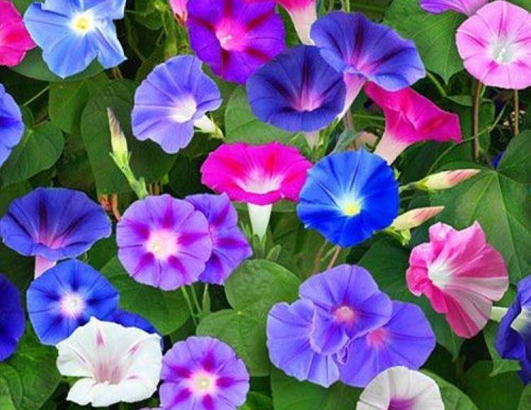 Yaşlanmaya meydan okuyan bitki uzman görüşleri ve bilimsel araştırmalardan ortaya çıktı - Resim: 6