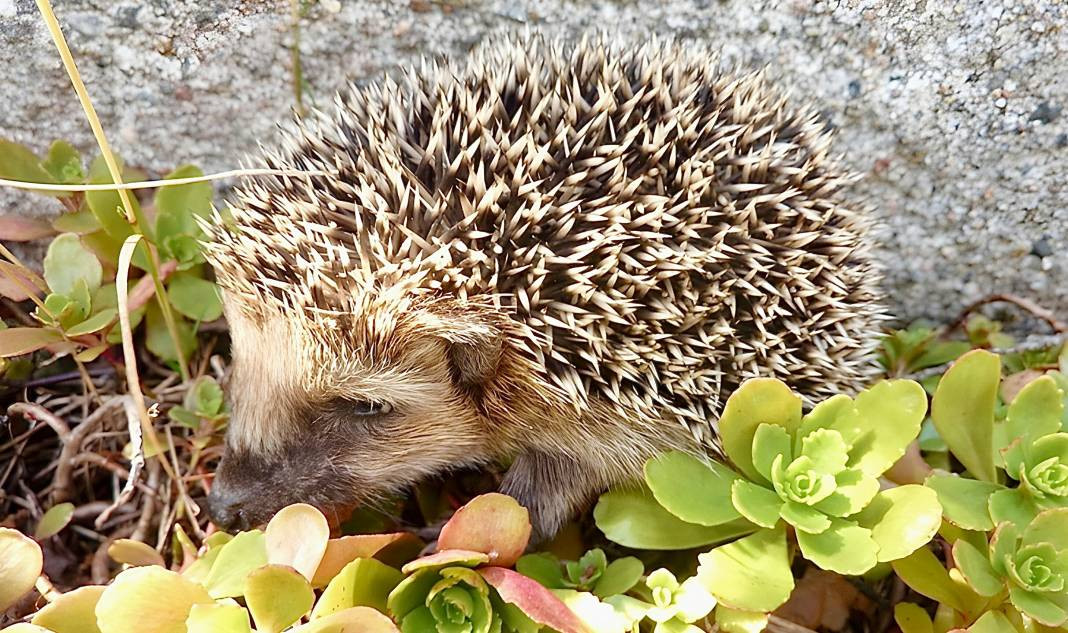 Kirpiler hakkında 25 şaşırtıcı gerçek - Resim: 6