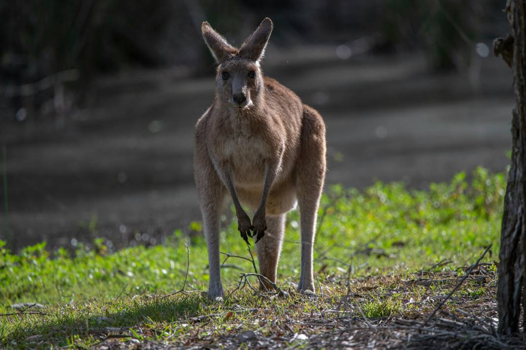 Kangurular hakkında çok şaşıracağınız 25 gerçek - Resim: 22
