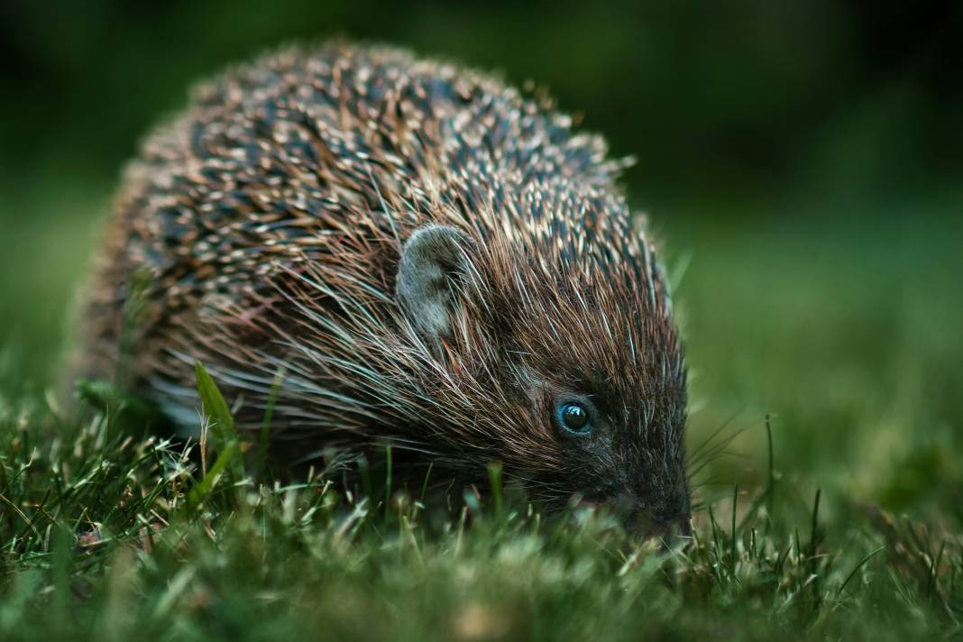Kirpiler hakkında 25 şaşırtıcı gerçek - Resim: 13