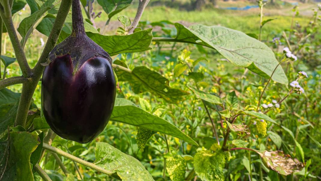 Patlıcan yemeden önce bilmeniz gereken 20 gerçek - Resim: 3