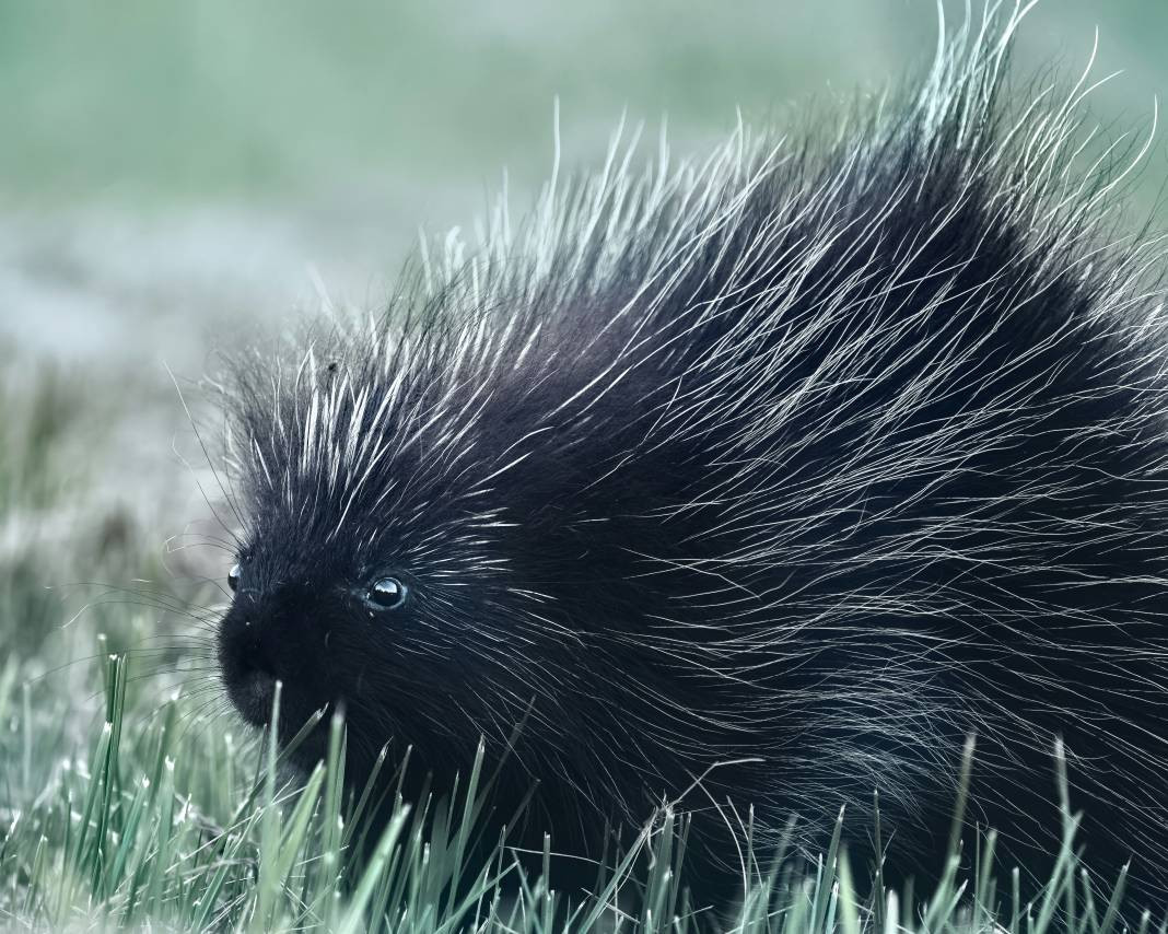 Kirpiler hakkında 25 şaşırtıcı gerçek - Resim: 22