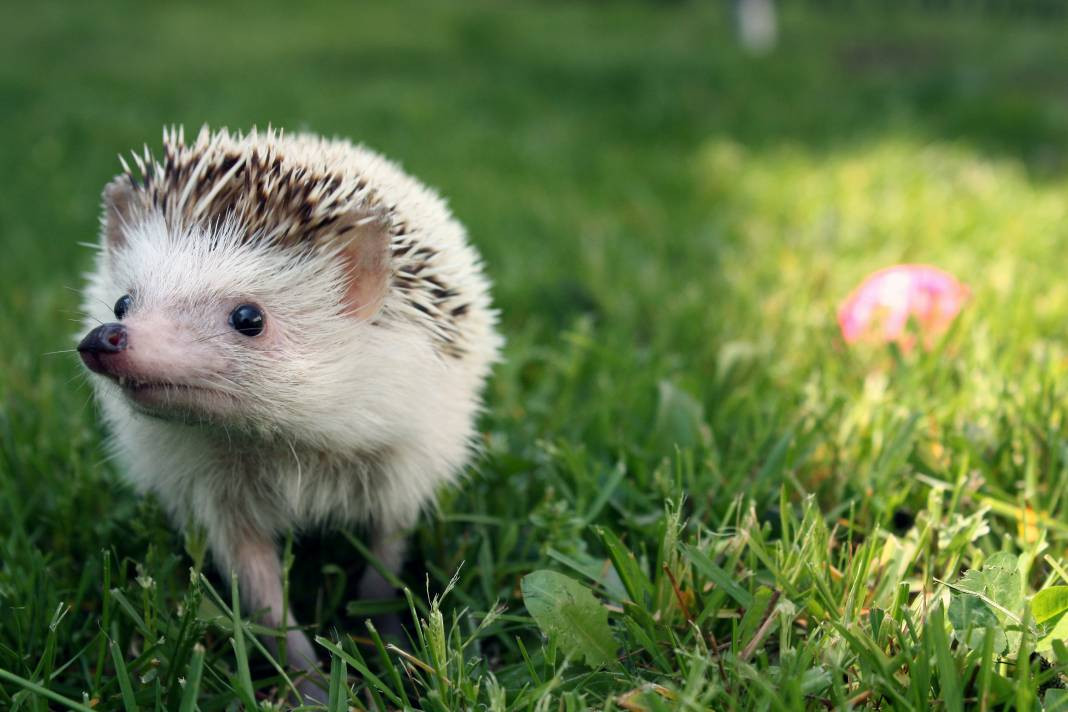 Kirpiler hakkında 25 şaşırtıcı gerçek - Resim: 14