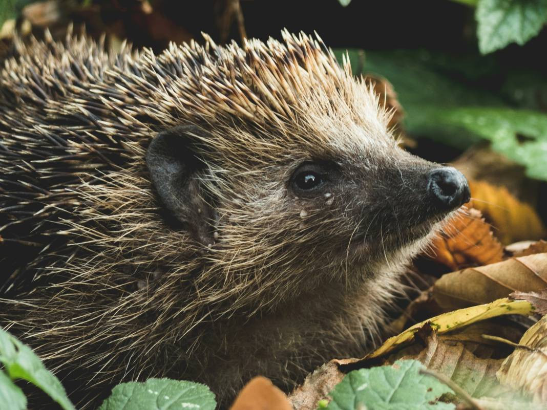 Kirpiler hakkında 25 şaşırtıcı gerçek - Resim: 5