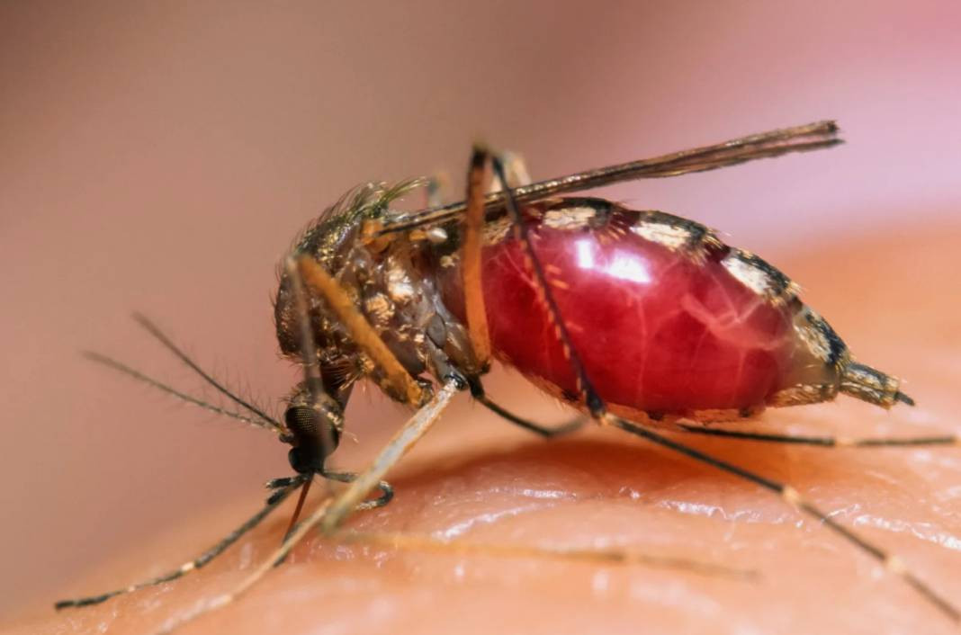 Sivrisinek ısırınca bunu sakın yapmayın. İnternette her okuduğunuzu deneyip sağlığınızdan olmayın - Resim: 6