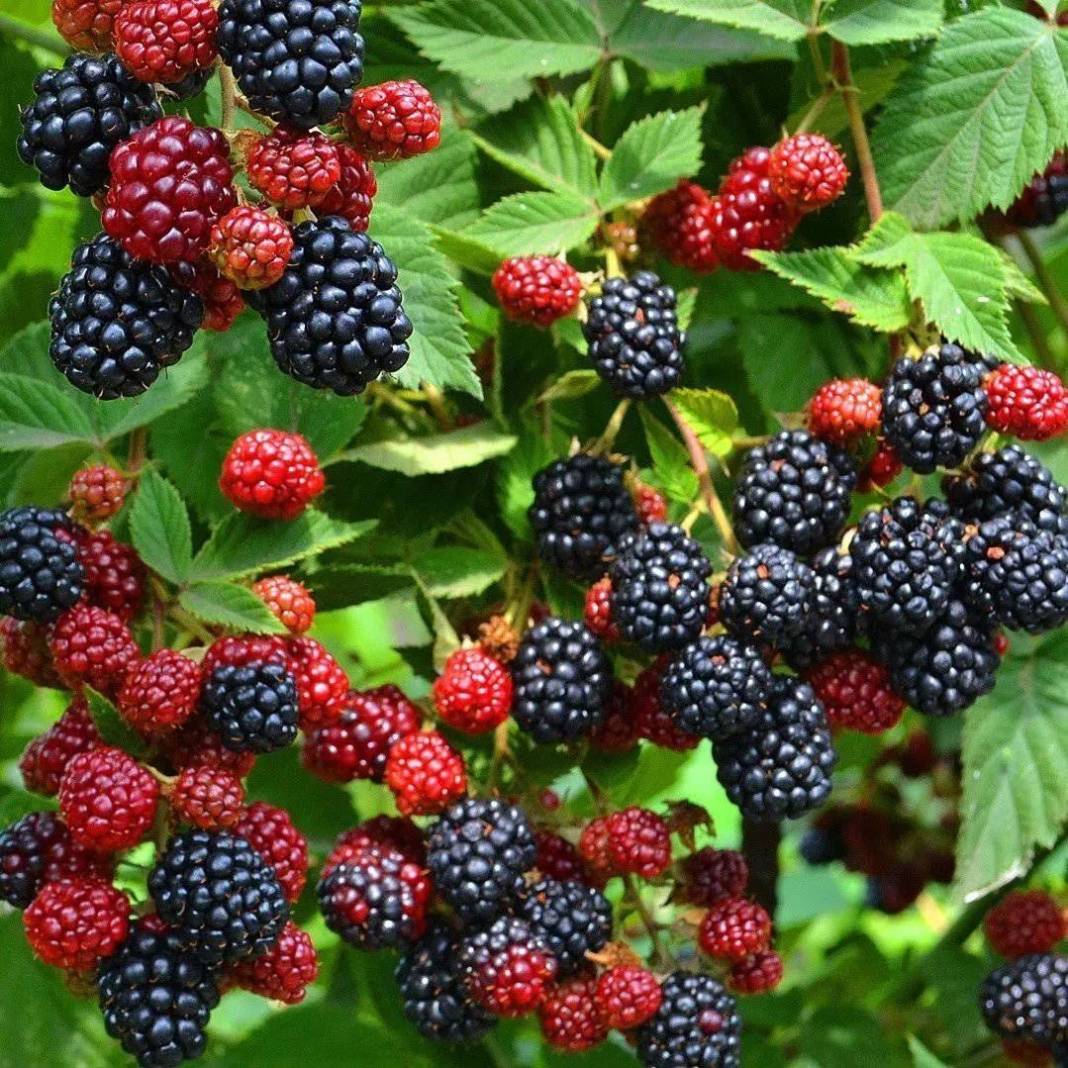 Böğürtlenin bitmeyen faydaları. Kanser ve birçok derde deva - Resim: 13