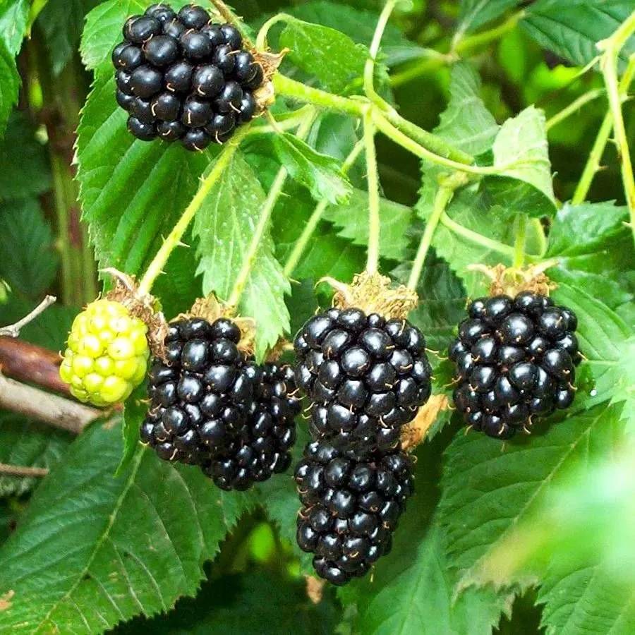 Böğürtlenin bitmeyen faydaları. Kanser ve birçok derde deva - Resim: 16