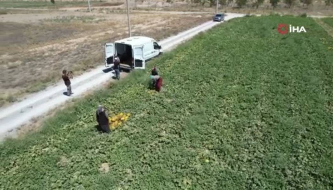 Kilosu 13 TL'den gidiyor yoğun talep alıyor! Dünya pazarlarına bile yollanıyor - Resim: 8