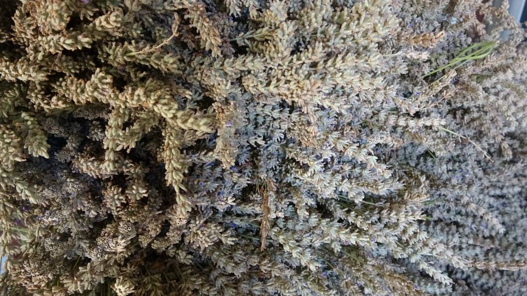 Migren dahil tüm ağrıları kökten bitiriyor. Hasadı 20 gün önce başladı - Resim: 9