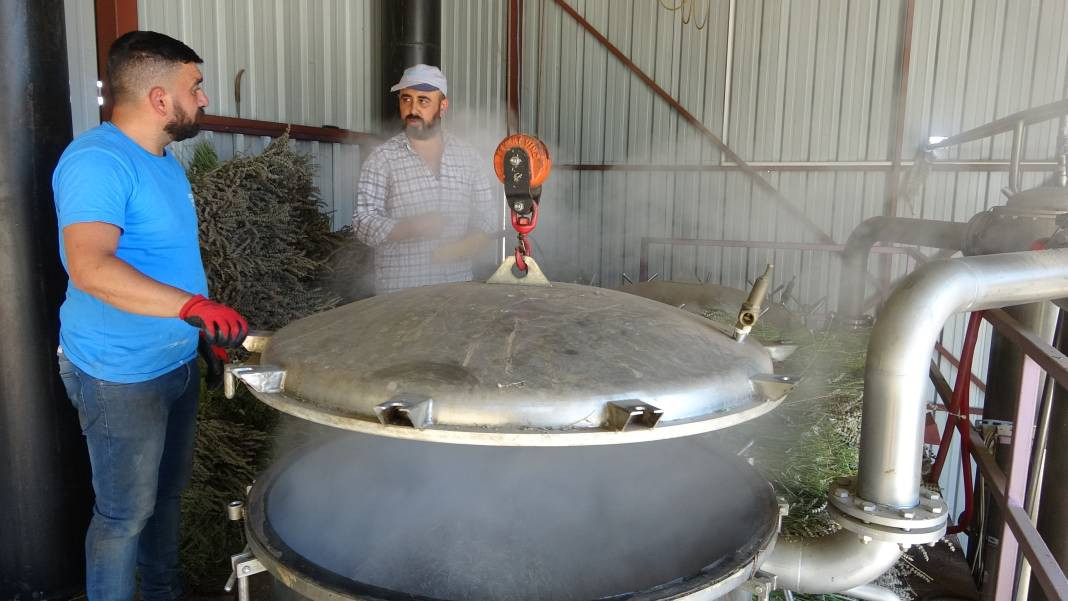 Migren dahil tüm ağrıları kökten bitiriyor. Hasadı 20 gün önce başladı - Resim: 6