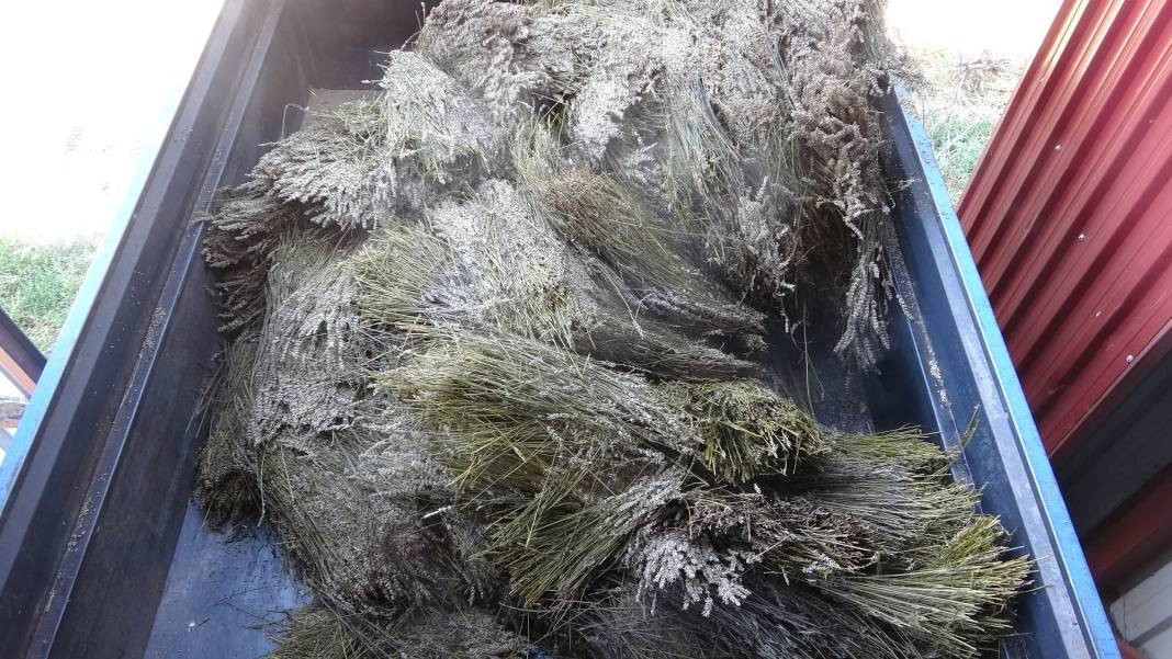 Migren dahil tüm ağrıları kökten bitiriyor. Hasadı 20 gün önce başladı - Resim: 4