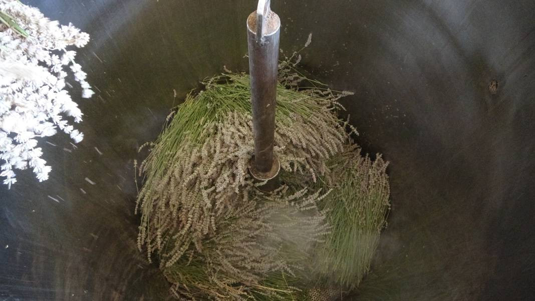 Migren dahil tüm ağrıları kökten bitiriyor. Hasadı 20 gün önce başladı - Resim: 5