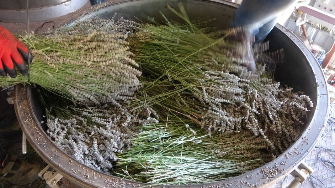 Migren dahil tüm ağrıları kökten bitiriyor. Hasadı 20 gün önce başladı - Resim: 2