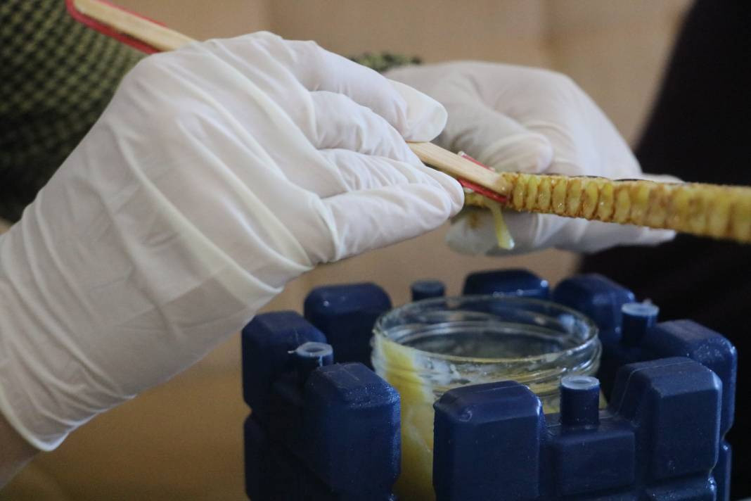 Kısırlığı anında bitiriyor kalbi saat gibi çalıştırıyor. Kanser tedavisinin vazgeçilmezi. 100 gramı 2 bin 500 TL - Resim: 7