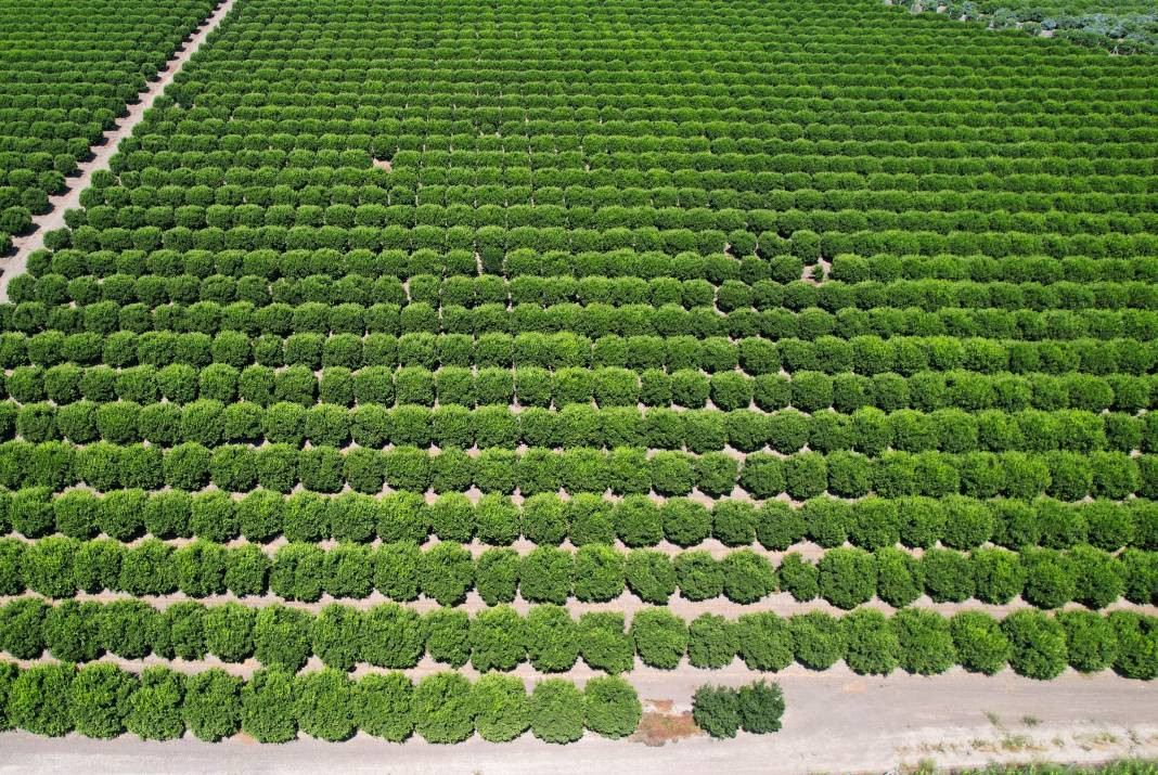 Bu meyvenin tadı kışın başka ilkbaharda bambaşka! Tam bir C vitamini deposu - Resim: 4