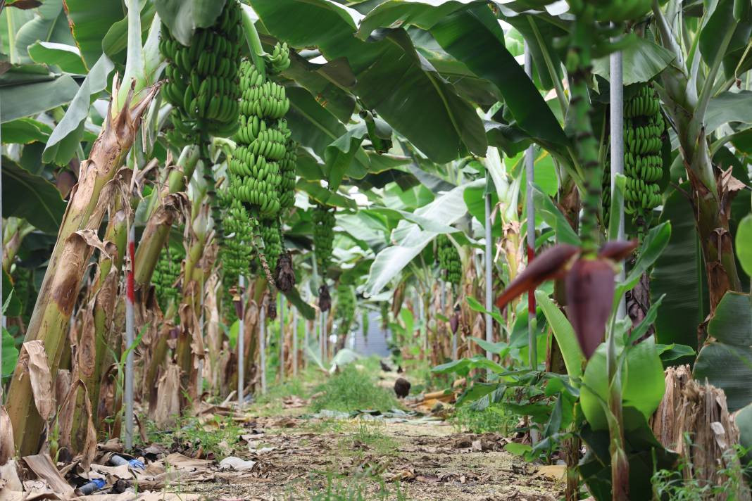 Serada kilosu 20 manavda 70 TL. Tropikal meyvede hasat sevinci - Resim: 3