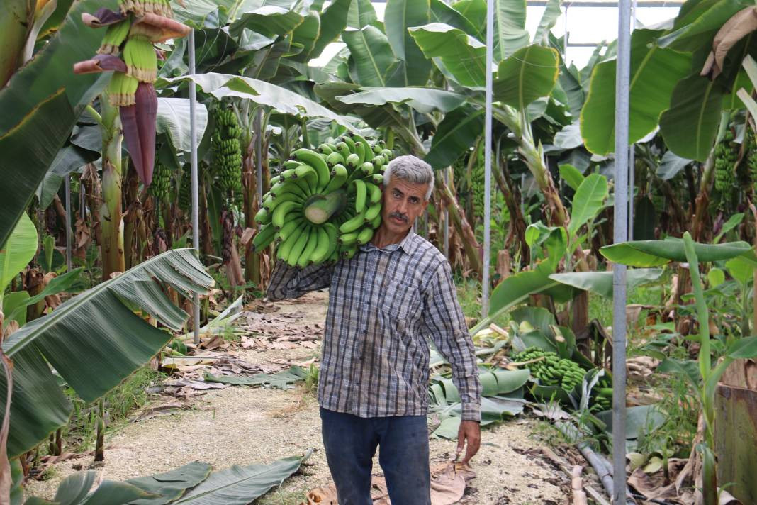 Serada kilosu 20 manavda 70 TL. Tropikal meyvede hasat sevinci - Resim: 4