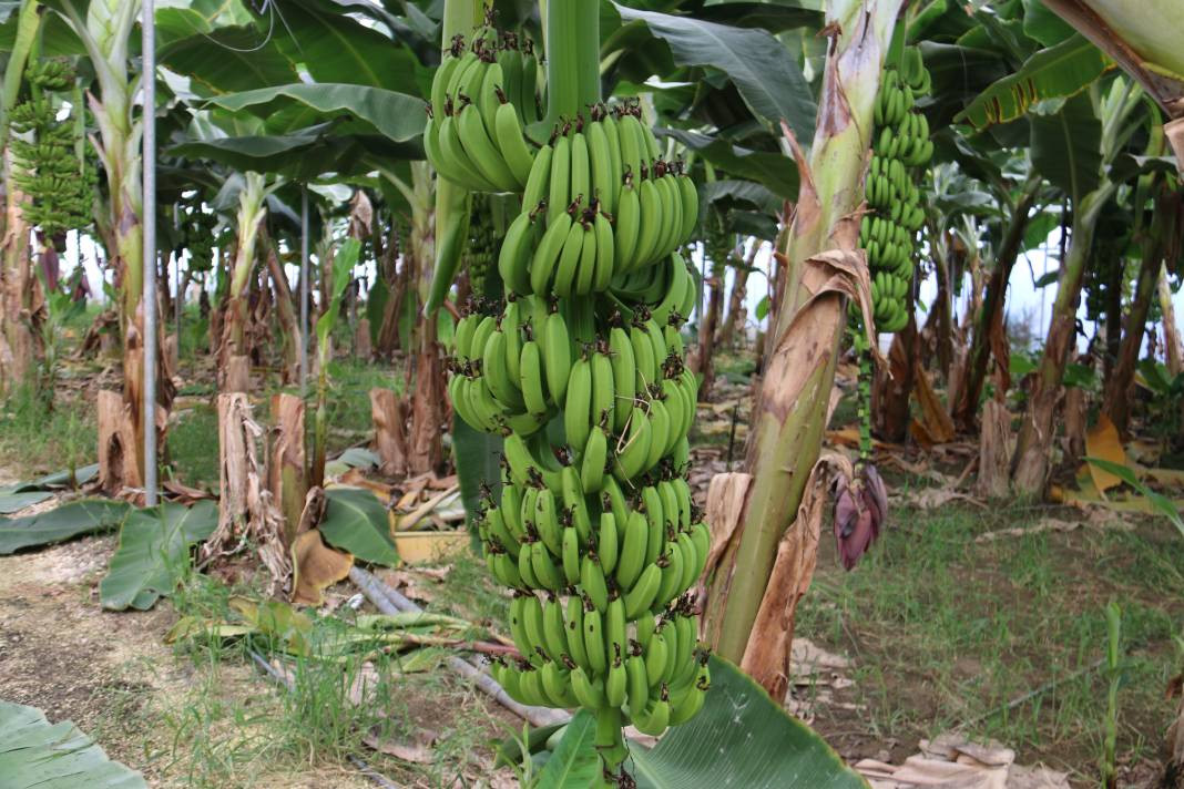 Serada kilosu 20 manavda 70 TL. Tropikal meyvede hasat sevinci - Resim: 5