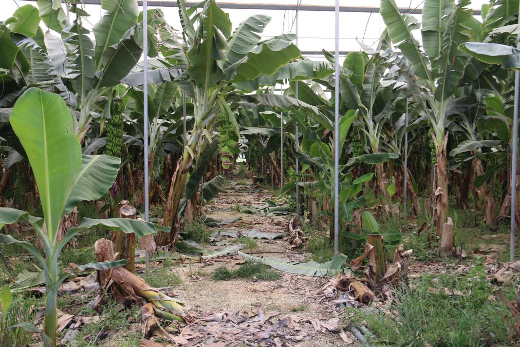 Serada kilosu 20 manavda 70 TL. Tropikal meyvede hasat sevinci - Resim: 1