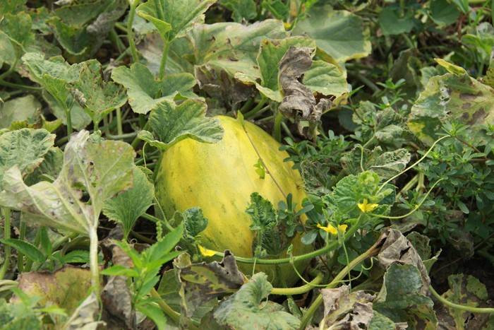 30-40 TL ile başladı 3 TL'ye kadar düştü - Resim: 7