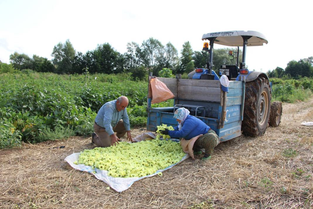 Yenilebilir sarı altının kilosu gerçeğiyle yarışıyor! Sağlığa da faydası çok - Resim: 1