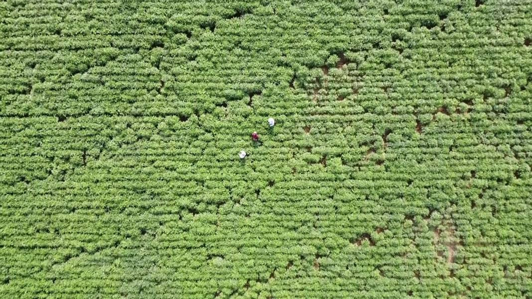 Yenilebilir sarı altının kilosu gerçeğiyle yarışıyor! Sağlığa da faydası çok - Resim: 5