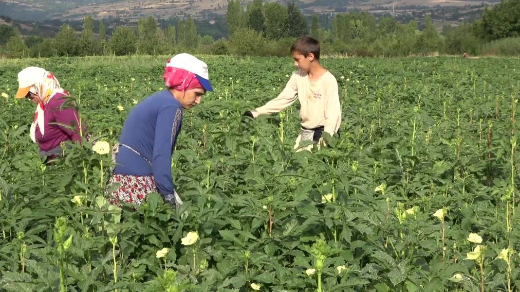 Yenilebilir sarı altının kilosu gerçeğiyle yarışıyor! Sağlığa da faydası çok - Resim: 6