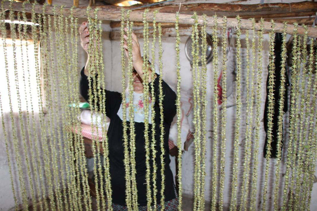 Yenilebilir sarı altının kilosu gerçeğiyle yarışıyor! Sağlığa da faydası çok - Resim: 2