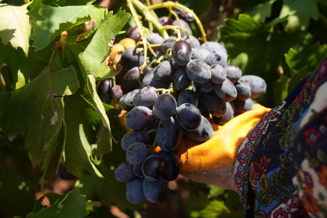 42 derece sıcakta toplanıyor Tarlada 16 markette 40 TL. Sınırın sıfır noktasında hasadı başladı - Resim: 4