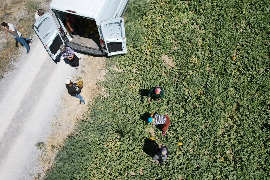 Kilosu 13 TL'den gidiyor yoğun talep alıyor! Dünya pazarlarına bile yollanıyor - Resim: 1
