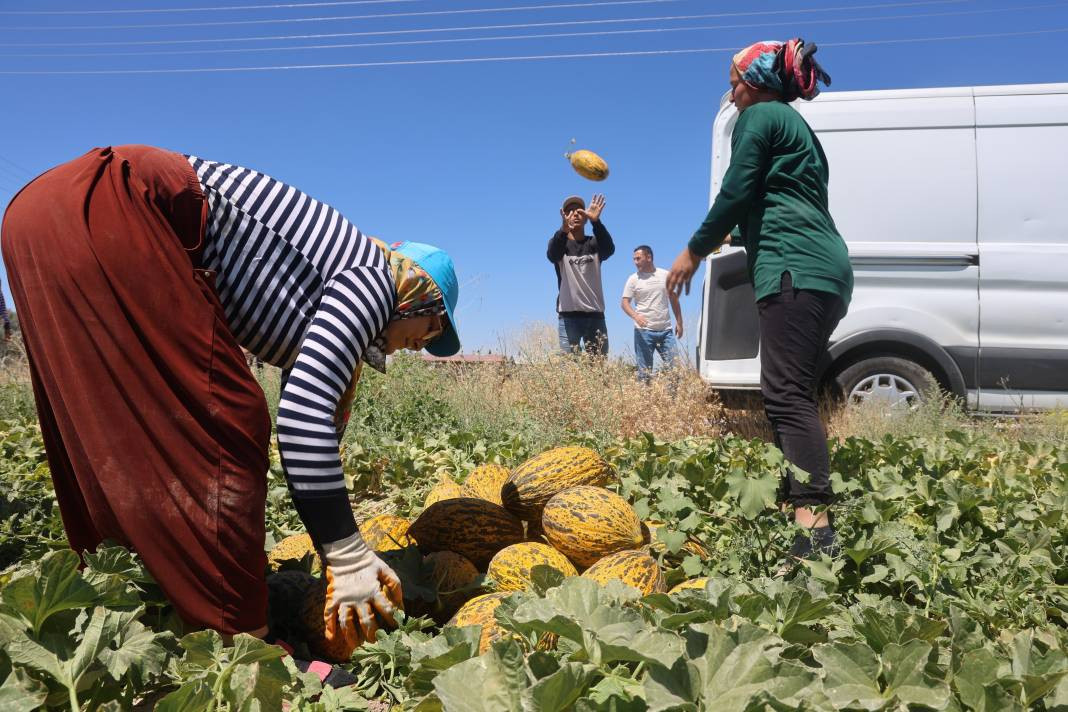 Kilosu 13 TL'den gidiyor yoğun talep alıyor! Dünya pazarlarına bile yollanıyor - Resim: 4