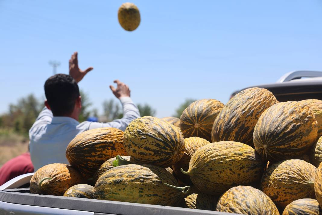 Kilosu 13 TL'den gidiyor yoğun talep alıyor! Dünya pazarlarına bile yollanıyor - Resim: 5