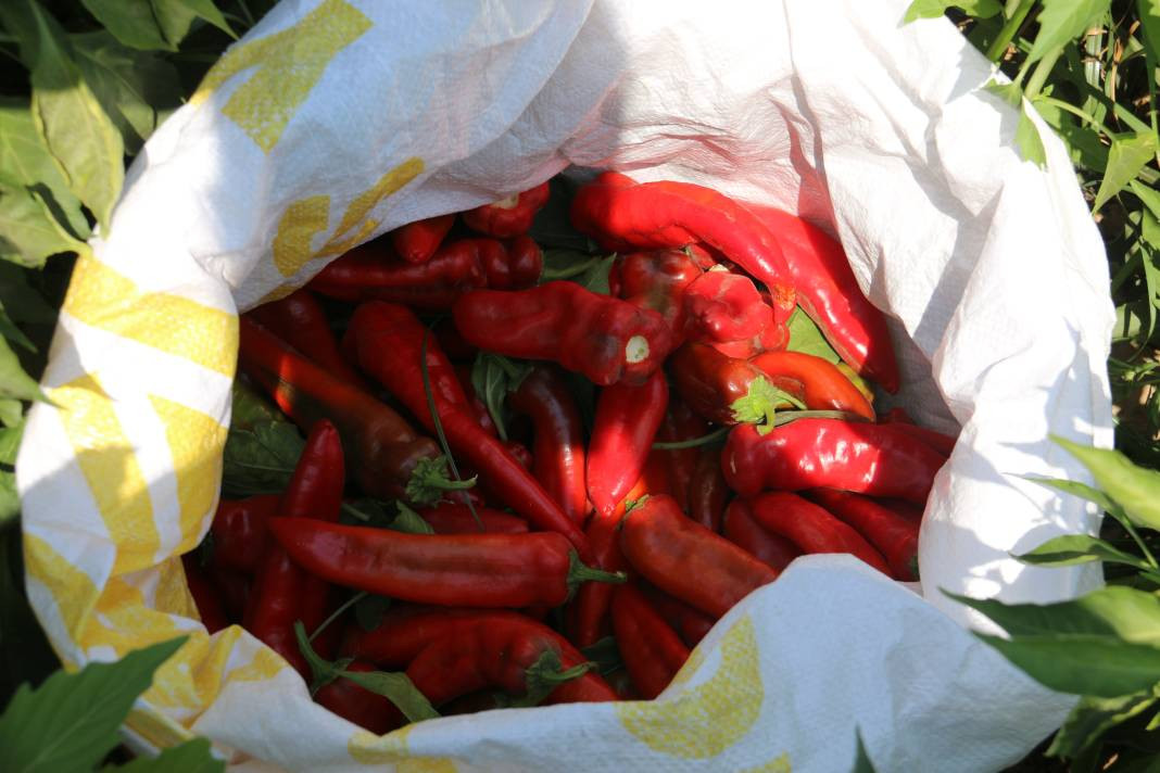 Kavurucu sıcakta acı hasat, ellerini yüzlerine bile süremiyorlar - Resim: 8