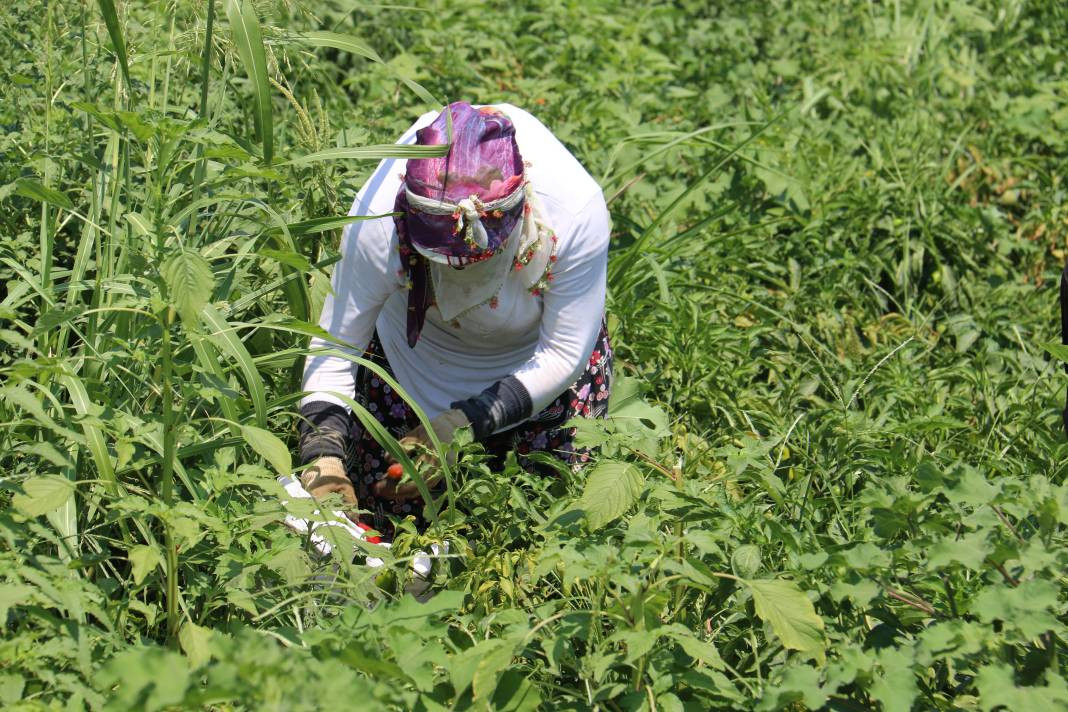 Kavurucu sıcakta acı hasat, ellerini yüzlerine bile süremiyorlar - Resim: 5
